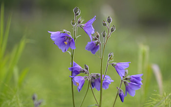 Bellflowers, blue, flowers, nature HD wallpaper