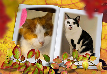 My cat and my freind cat, Lovely, Sweet, Cats, Cute, Pretty HD wallpaper