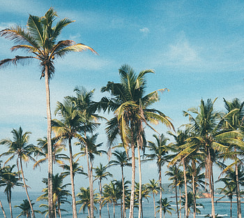 Palm trees, beach, sunny day HD wallpaper