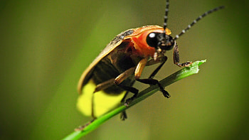 Close-up, Firefly (Insect) HD wallpaper