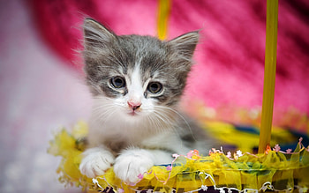 Hug me :), Sweet, Little, Kitten, Cute HD wallpaper