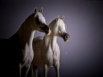 Arabians In The Shadows, horses, white, grey, arabian, oriental HD wallpaper