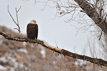 Animals, Birds, Branch, Predator, Eagle HD wallpaper