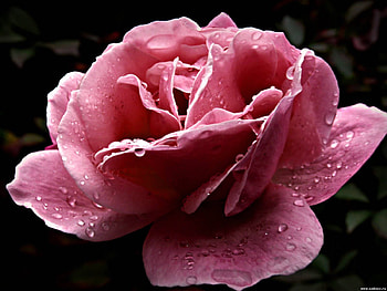 Big pink rose, rose, pink, pretty, flower, nature, petal HD wallpaper