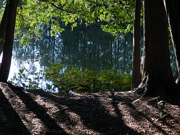 Framing A River, Otonabe River, graphy, Forest, Trees, Nature, Shadows HD wallpaper