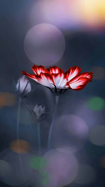 Flower, sky HD phone wallpaper
