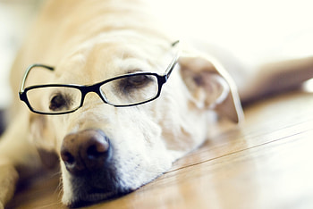 Animals, Muzzle, Glasses, Spectacles, Labrador Retriever HD wallpaper