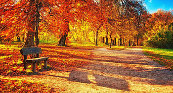 Nature, Autumn, Park, Foliage, Bench HD wallpaper