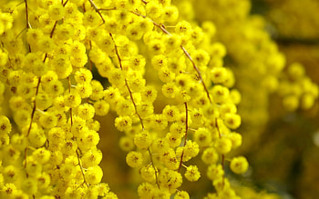 Golden Wattle, Wattle HD wallpaper
