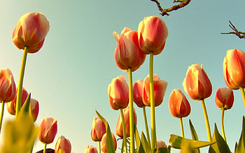 Tulips-With-Branch, branch, colors, nature, flowers, tulips HD wallpaper