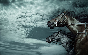 Animals, Sky, Horses, Dark, Speed HD wallpaper
