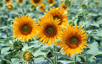 Plants, Flowers HD wallpaper