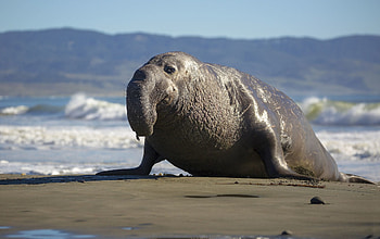 Northern Elephant Seal, bull, seal, elephant, northern HD wallpaper