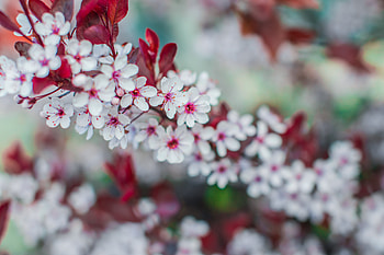 Flowers, Bloom, Flowering, Branch, Spring HD wallpaper