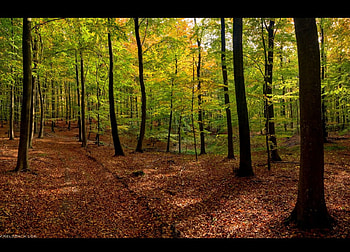 Not Quite There, trees, nature, forest, green HD wallpaper