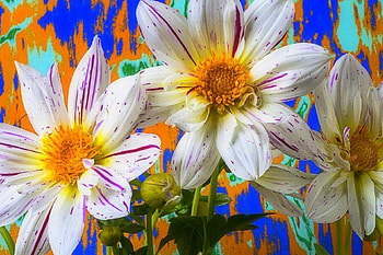✿⊱•╮White Daisies╭•⊰✿, love four seasons, white, graphy, nature, flowers, lovely still life, daisies HD wallpaper