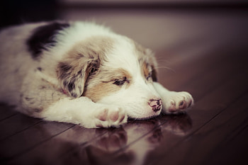 Animals, Dog, Spotty, Spotted, Puppy, Dream, Sleep HD wallpaper