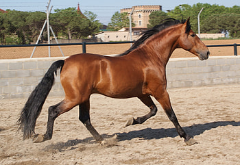 Bay Andy, spanish, andalusian, bay, horses HD wallpaper