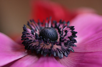 Violet, Flower, Macro, Bloom, Flowering, Purple HD wallpaper