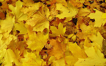 Nature, Background, Leaves, Land, Earth, Maple HD wallpaper
