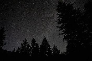 Nature, Stars, Night, Silhouette, Starry Sky, Spruce, Fir HD wallpaper