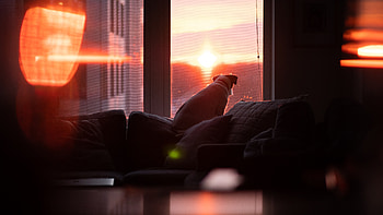 Dog Watching Sunset , dog, sunset, graphy HD wallpaper