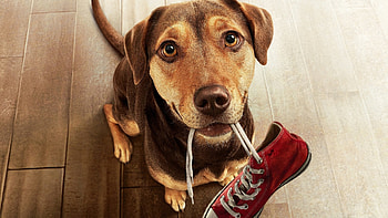 Bella, A Dog's Way Home HD wallpaper