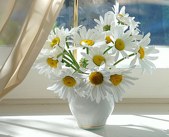 Sunshine daisy, white, beauitful, windowsill, daisy, vase, flowers, curtain, daisies HD wallpaper