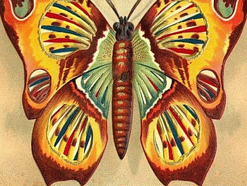 Butterfly, abstract HD wallpaper