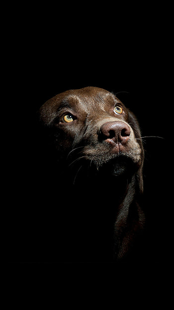 Amoled animal , Incredible visuals, Mesmerizing backgrounds, A feast for the eyes HD phone wallpaper