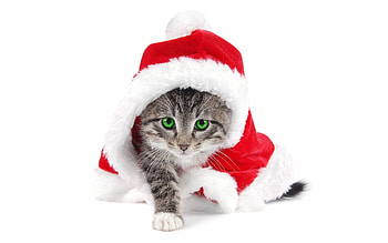 Animals, Cats, New Year HD wallpaper