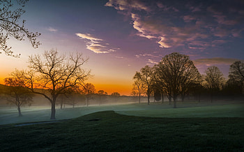 Beautiful mist through the forest, mist, nature, amazing, sunset HD wallpaper