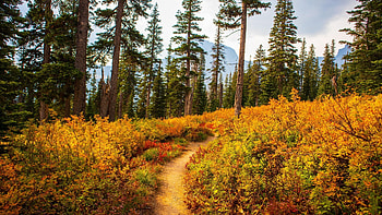 Path through the forest - Glacier NP, Montana, sky, usa, landscape, trees, clouds, mountains HD wallpaper