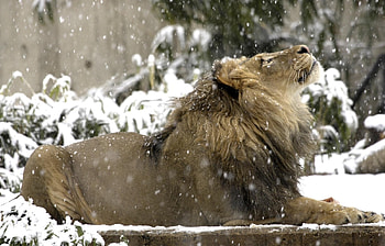 Lions, Animals HD wallpaper