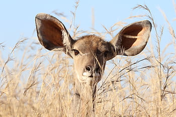 Close-up of a kudu antelope face among dry grass in South Africa. HD wallpaper