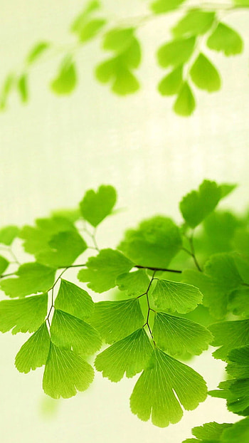 Ginkgo Biloba, Nature's delight, Vibrant branches, Vintage aesthetics HD phone wallpaper
