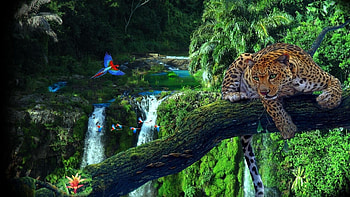 Jungle Animal, Rainforest wildlife, Serene rainforest backgrounds, Nature's tranquility HD wallpaper