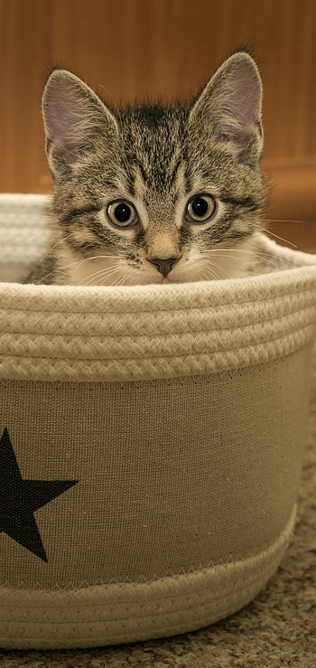 baby animal, kitten, Animal, cat HD phone wallpaper