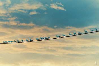 Animals, Birds, Sky, Seagulls, Wire HD wallpaper