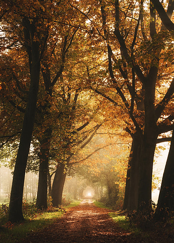 Nature, Trees, Autumn, Fog, Alley, Path HD phone wallpaper