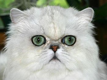 Green eyes persian cat, animal, kitten, cute, cat, feline, eye, persian HD wallpaper
