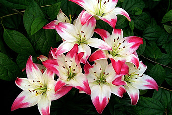 LILIES, PETALS, LEAVES, NATURE, COLORS HD wallpaper