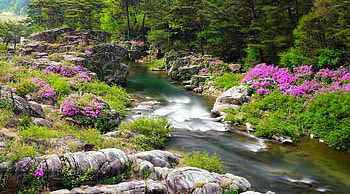 Spring creek, river, creek, flwoers, freshness, greenery, forest, spring, stones, beautiful HD wallpaper