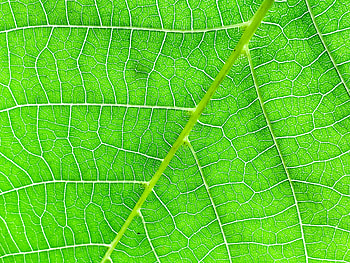 Macro, Sheet, Leaf, Veins HD wallpaper