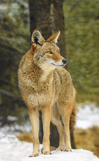 Coyote, Living near wildlife, Coexistence with nature, Experts' advice HD phone wallpaper