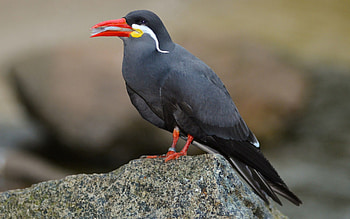 Animals, Bird, Mustache, Moustache, Inca Tern HD wallpaper