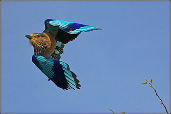 Flying Bird, flying, beautiful, bird HD wallpaper
