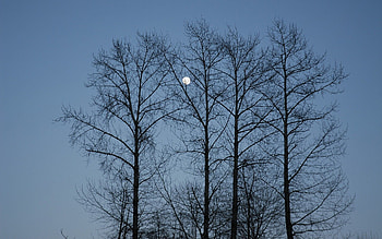 Nature, Trees, Sky, Moon, Branches, Branch, Evening HD wallpaper
