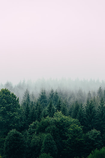 Nature, Trees, Sky, View From Above, Forest, Fog HD phone wallpaper