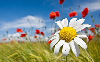 Plants, Flowers, Camomile HD wallpaper